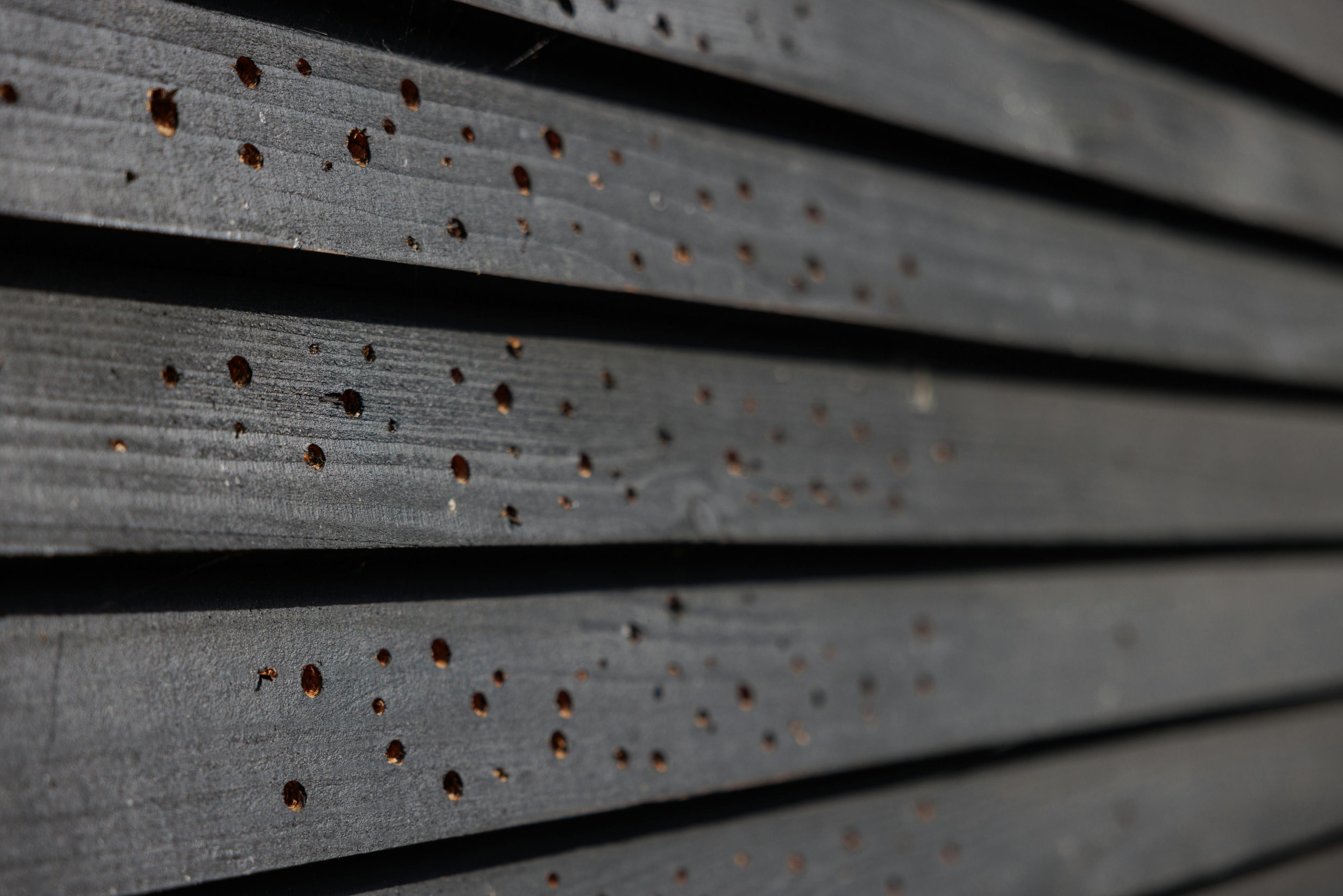 Insect holes in the side of a black clad cabin