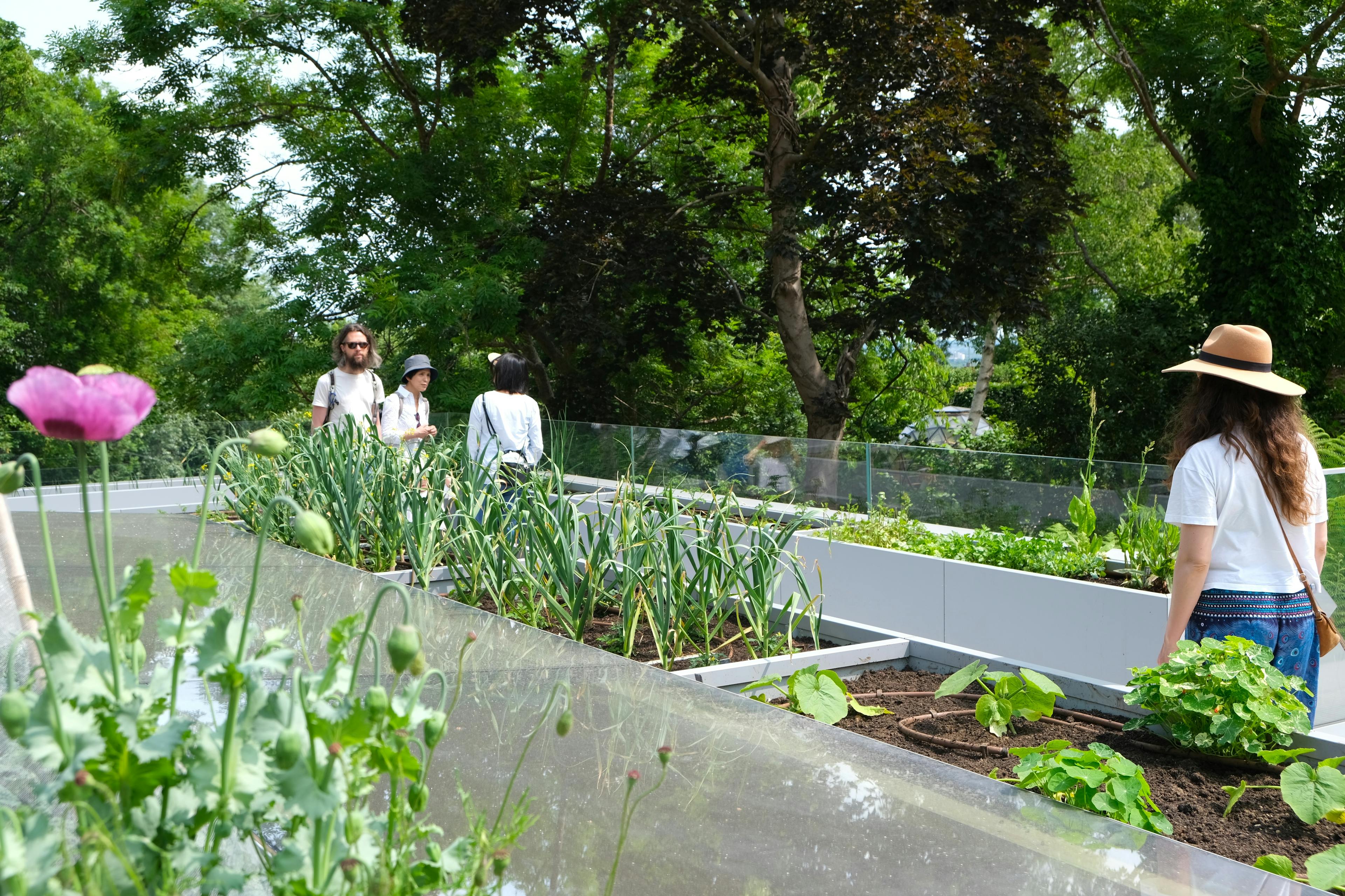 View of a roof garden with lush planting atop a contemporary timber structure, blending greenery with sustainable architectural design