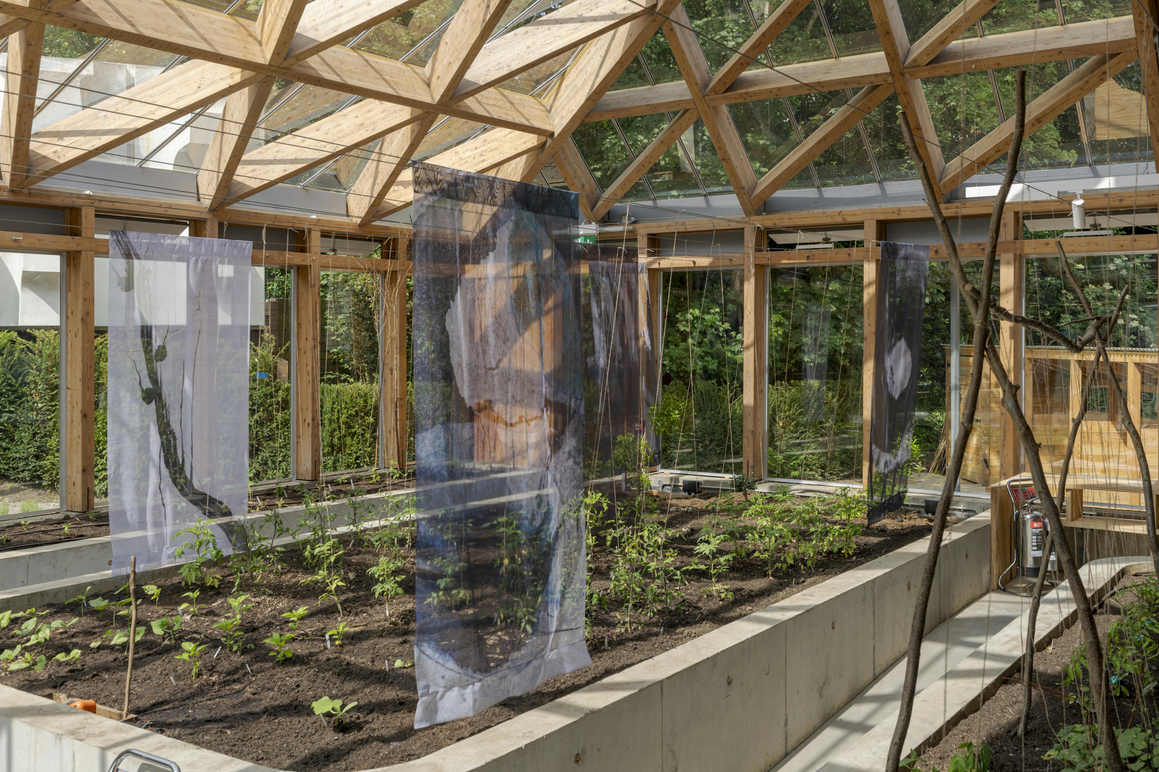 Interior of a greenhouse featuring exposed larch glulam timber framing and abundant natural light