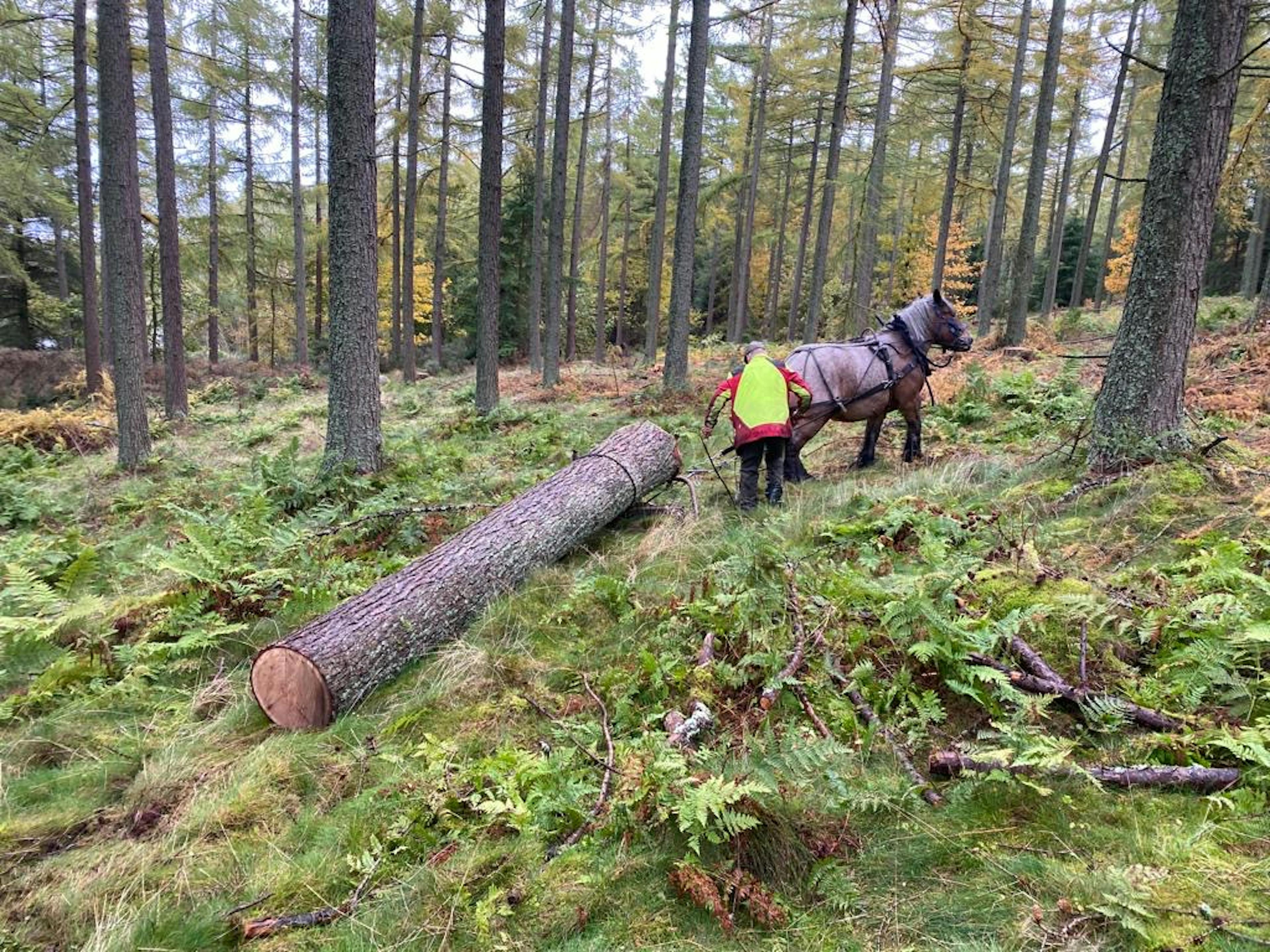 A man leads a horse pulling a felled tree trunk in a forest