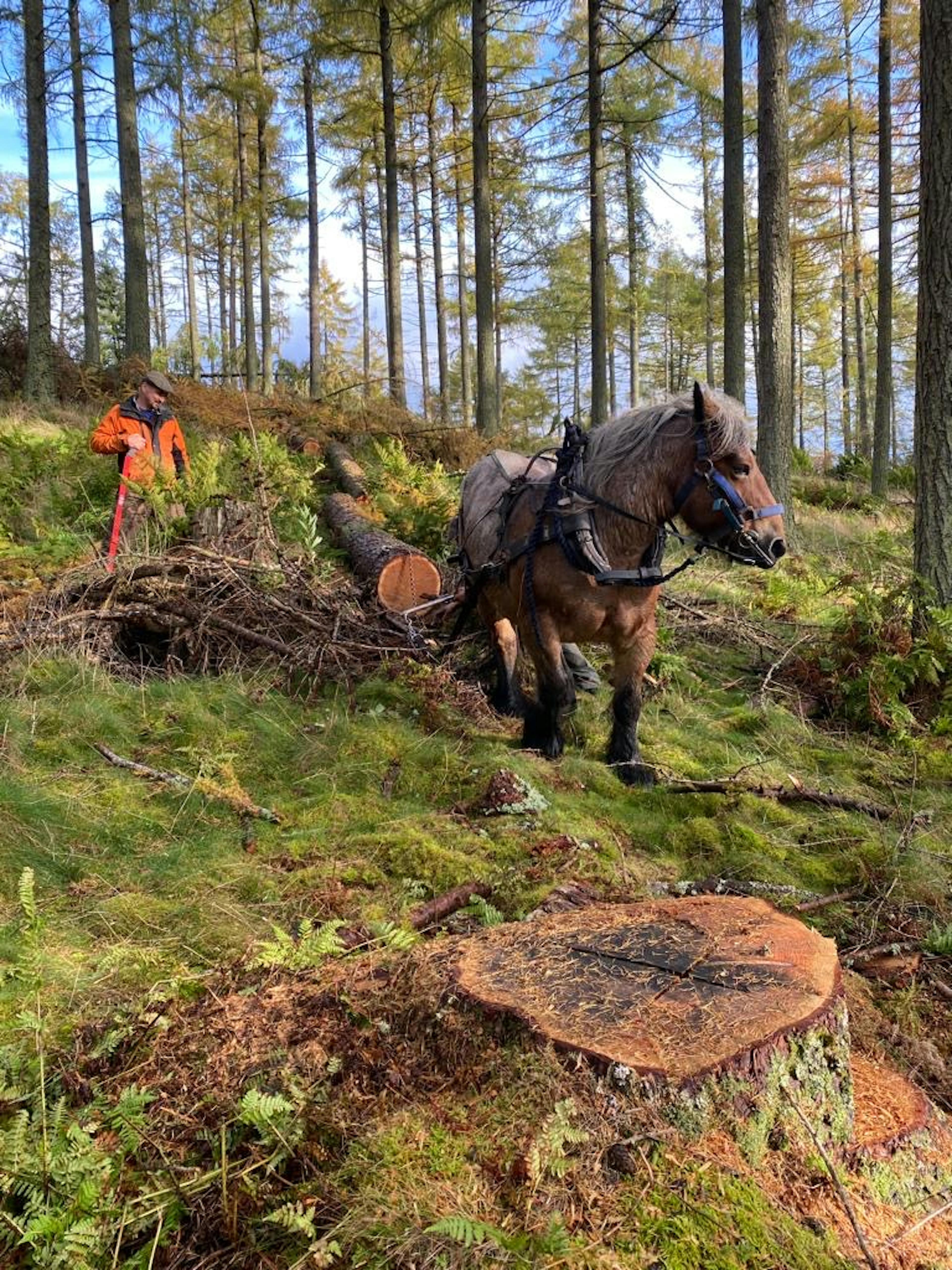 A man leads a horse pulling a felled tree trunk in a forest