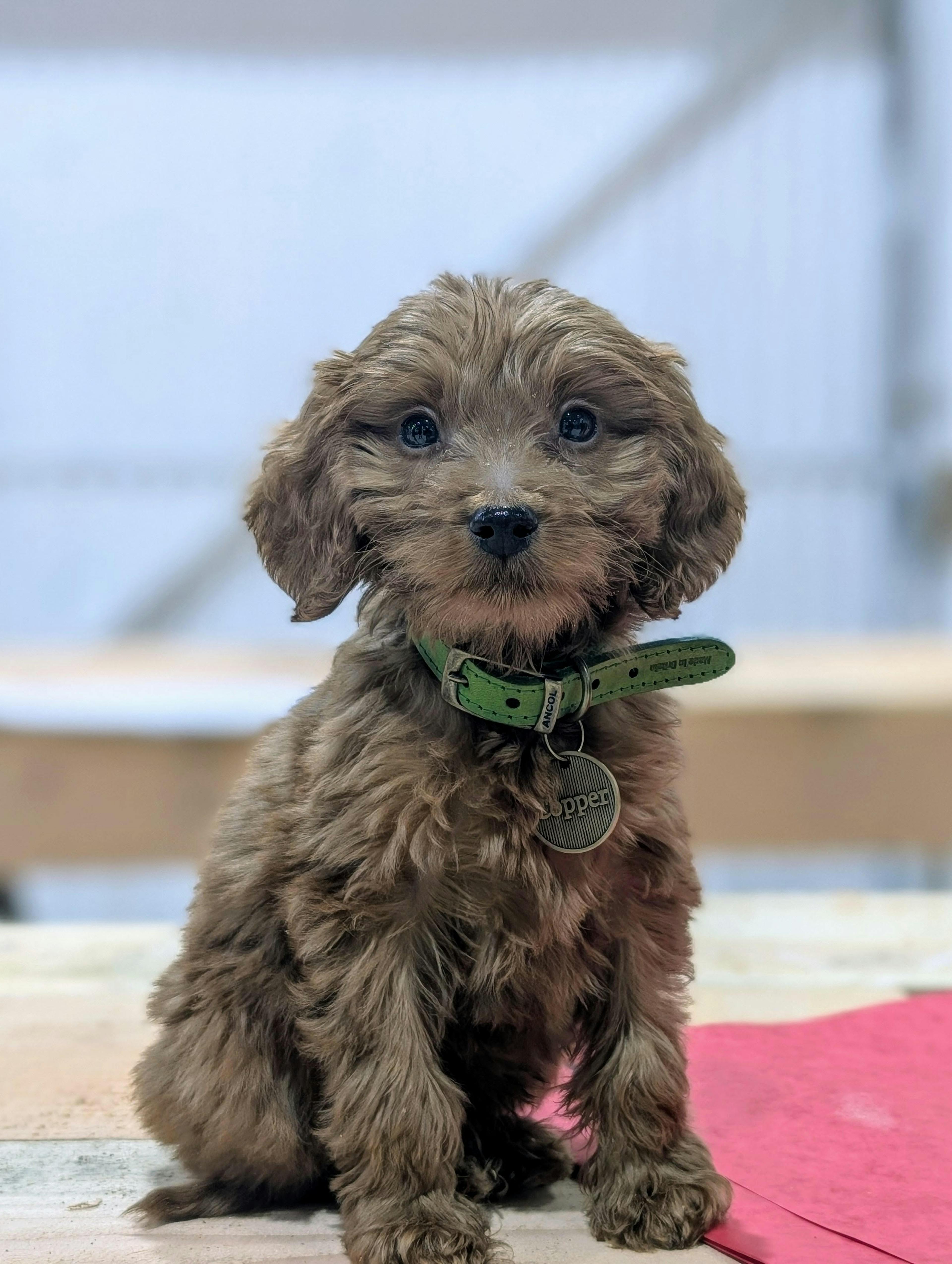 A copper-colored dog standing in a yard
