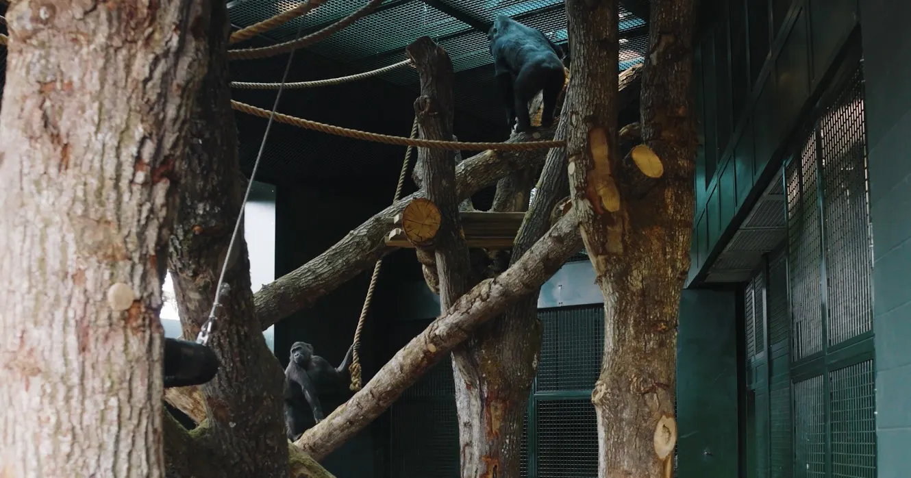 Two gorillas climbing on a timber gym habitat