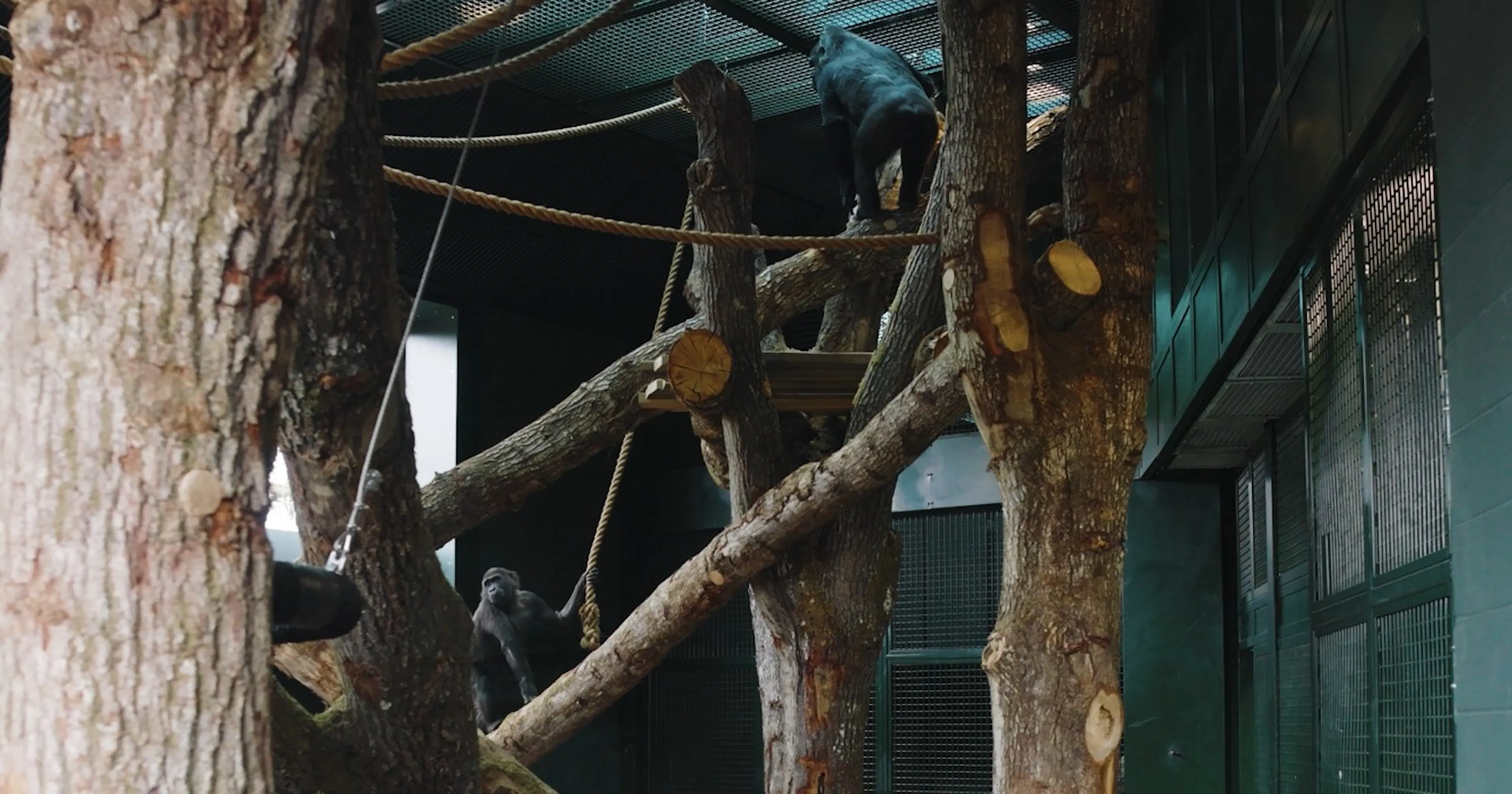 Two gorillas climbing on a timber gym habitat