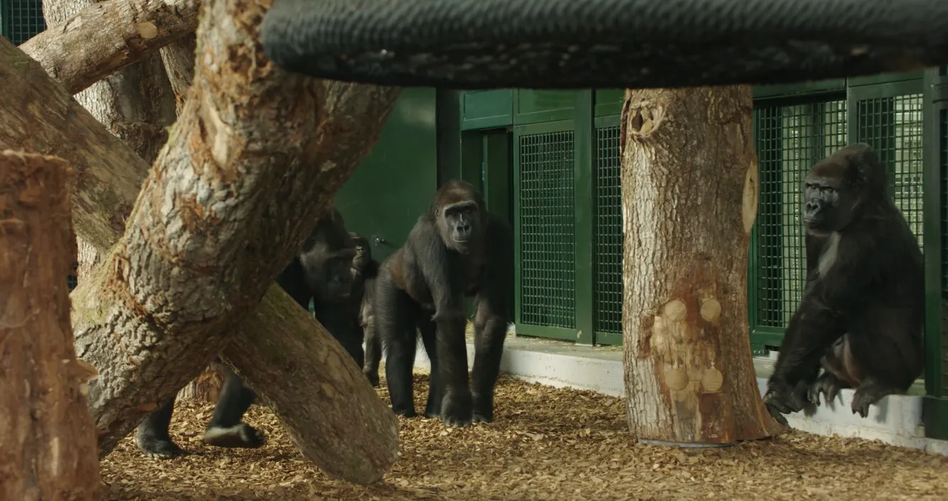 Gorillas exploring a timber gym habitat