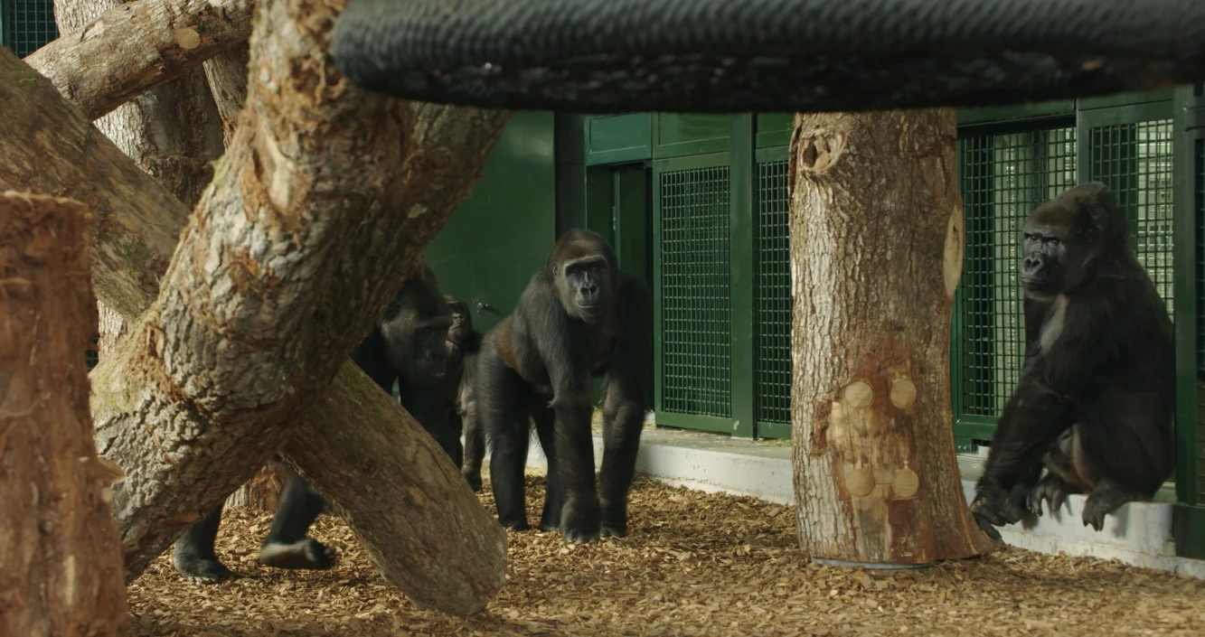 Gorillas exploring a timber gym habitat