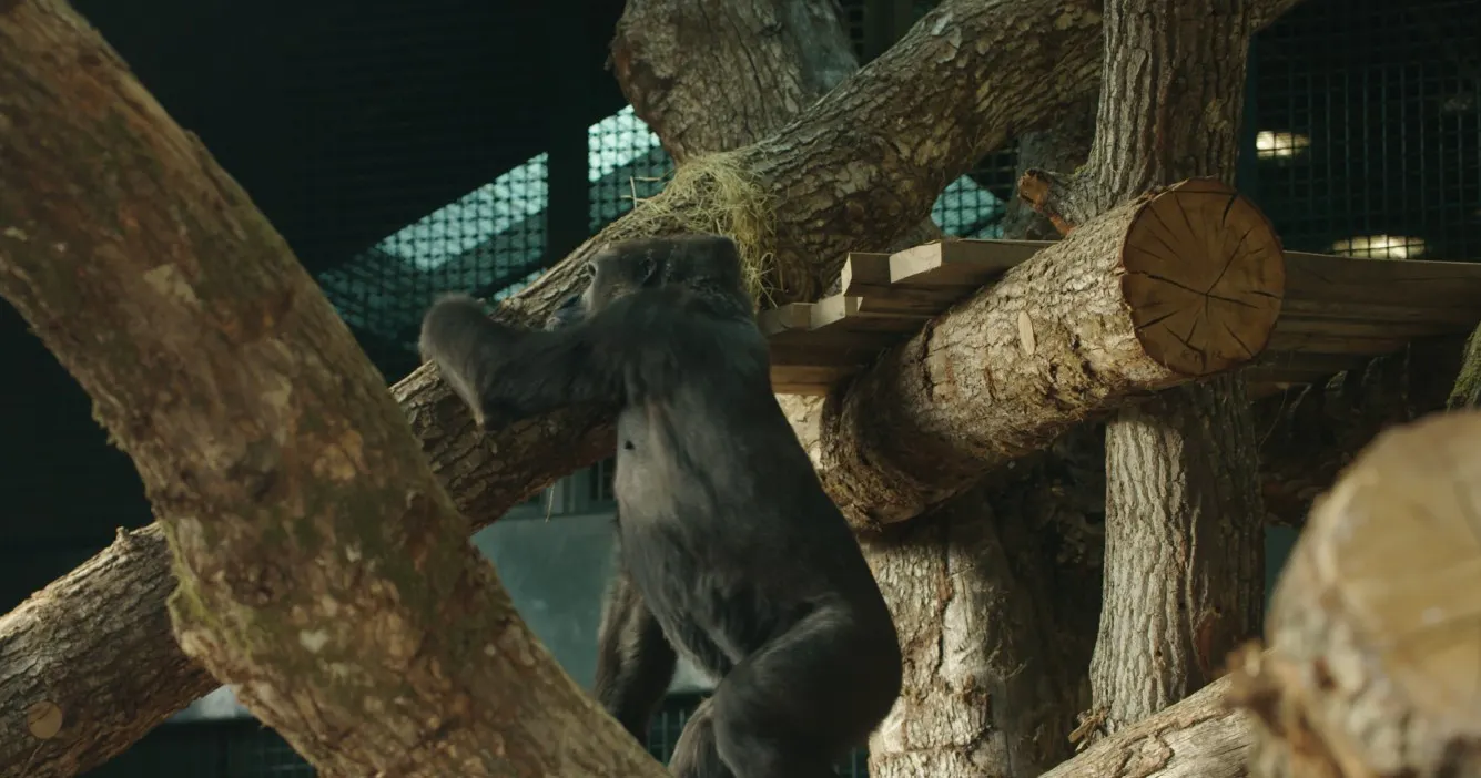 A gorilla climbing on a timber gym habitat