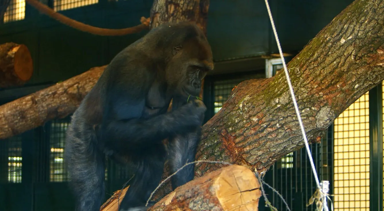 A gorilla climbing on a timber gym habitat