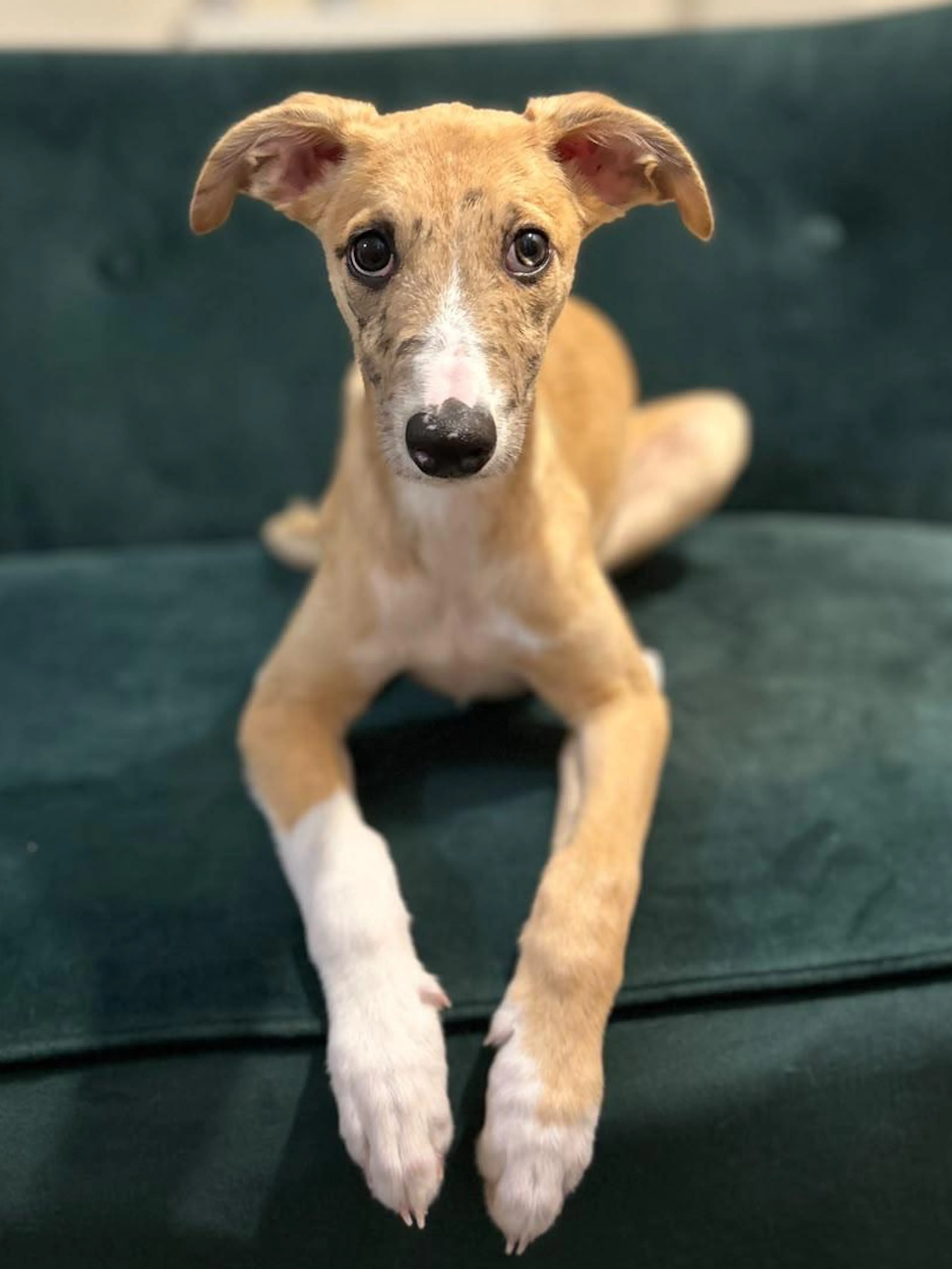 Dobby_Dog_Profile