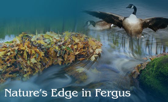 Nature’s Edge in Fergus: A serene water scene with flowing leaves and a Canada goose in flight