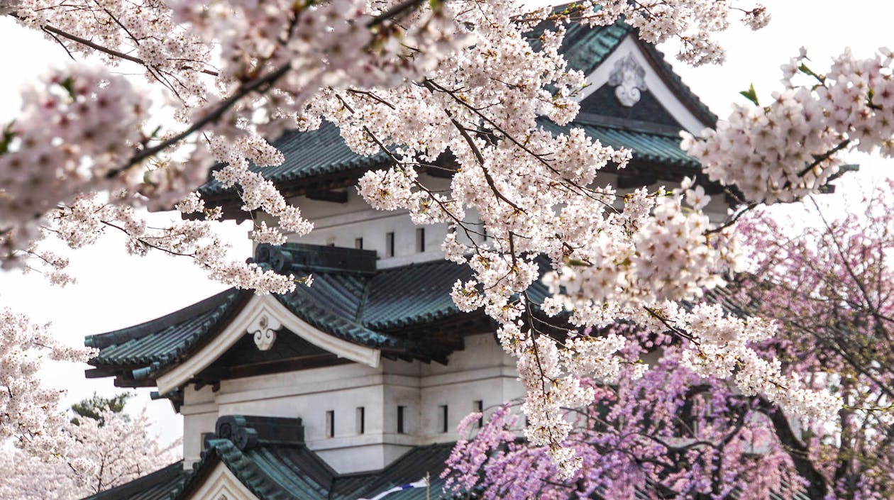 Kirschblüte in Japan