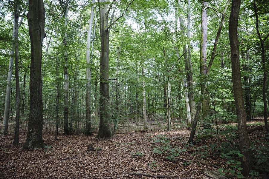 Grunewald Forest, Berlin by Dominic Blewett
