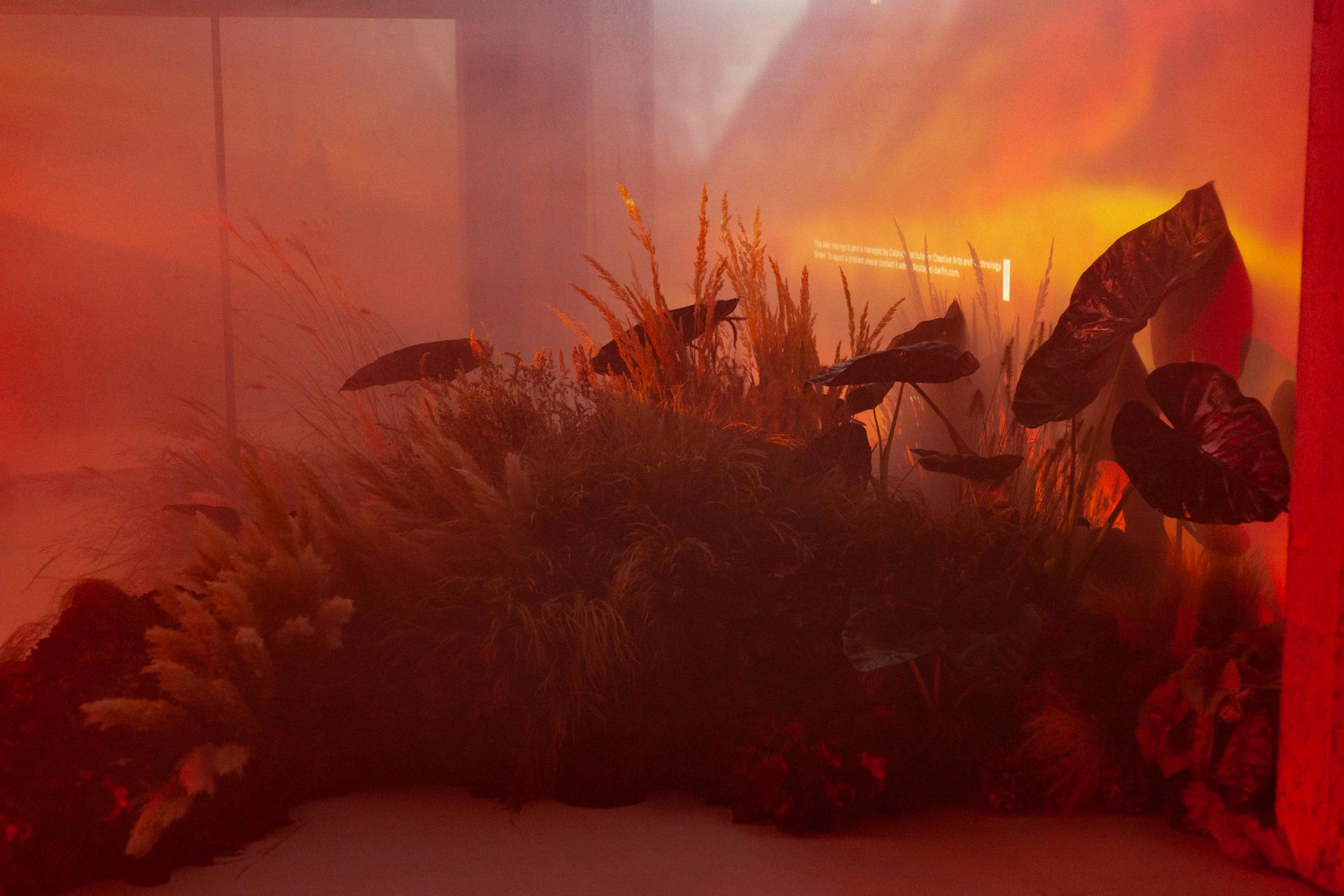 Inphloxication and Bureau Klaus Alman installation. Plants arranged in a smoke filled room. behind the plants is a digital projection