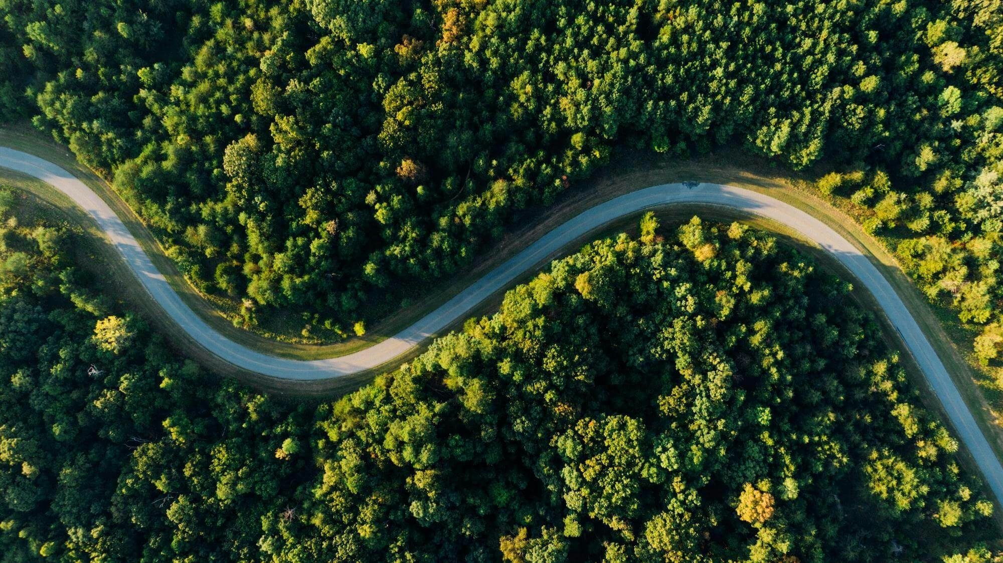 birds eye view of a road through a forest