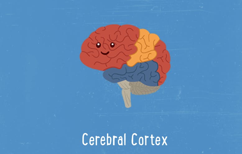 Illustration of the cerebral cortex