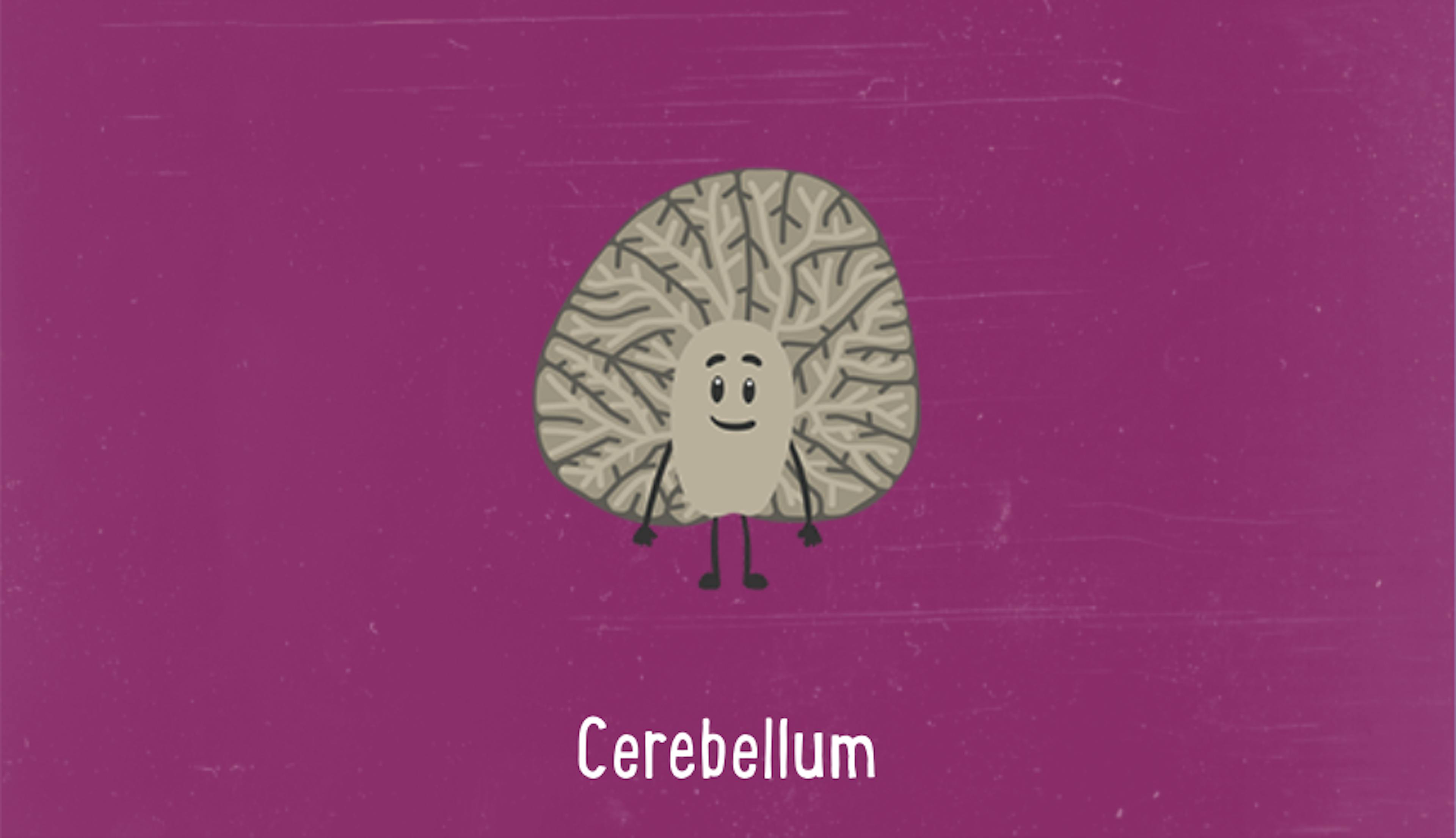 Illustration of the cerebellum 
