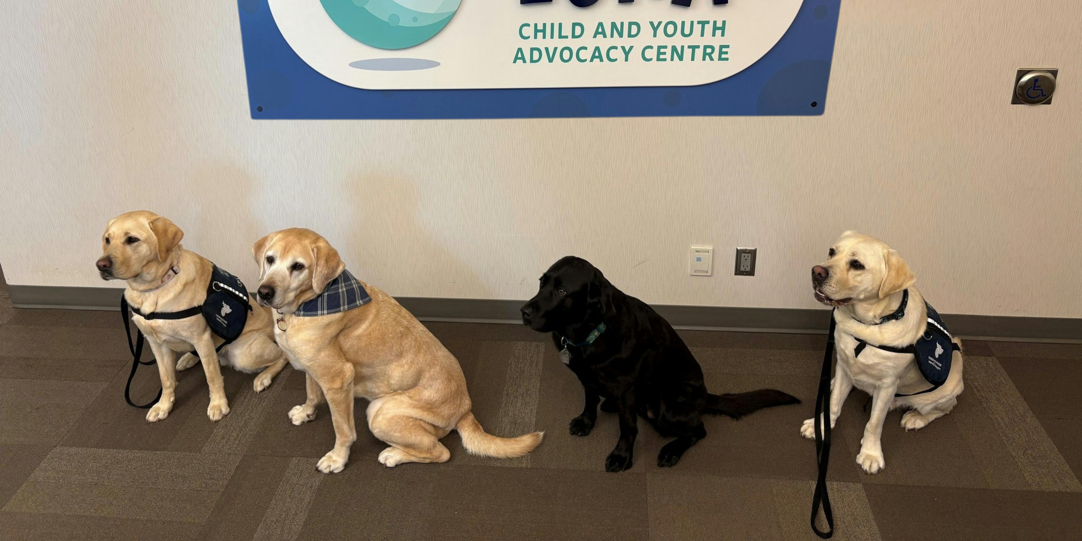 Luna Centre Support Dogs