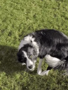 Happy Border Collie