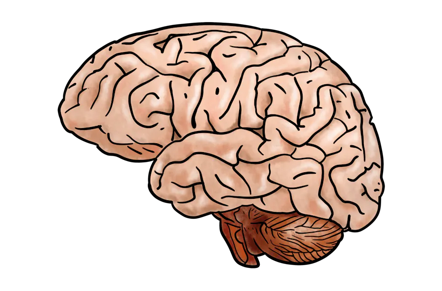 Illustration of a brain