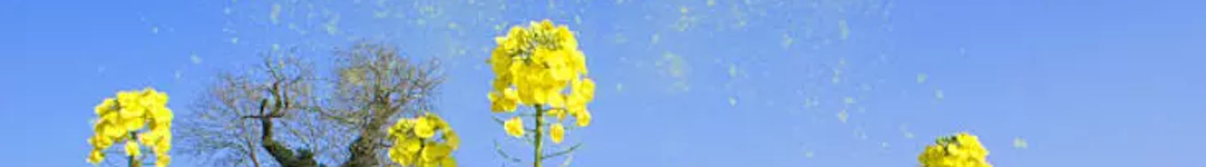 CEDH - Rhinite allergique