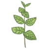 Herbs