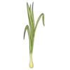Lemongrass