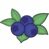 Blueberry