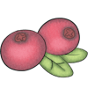 Cranberry