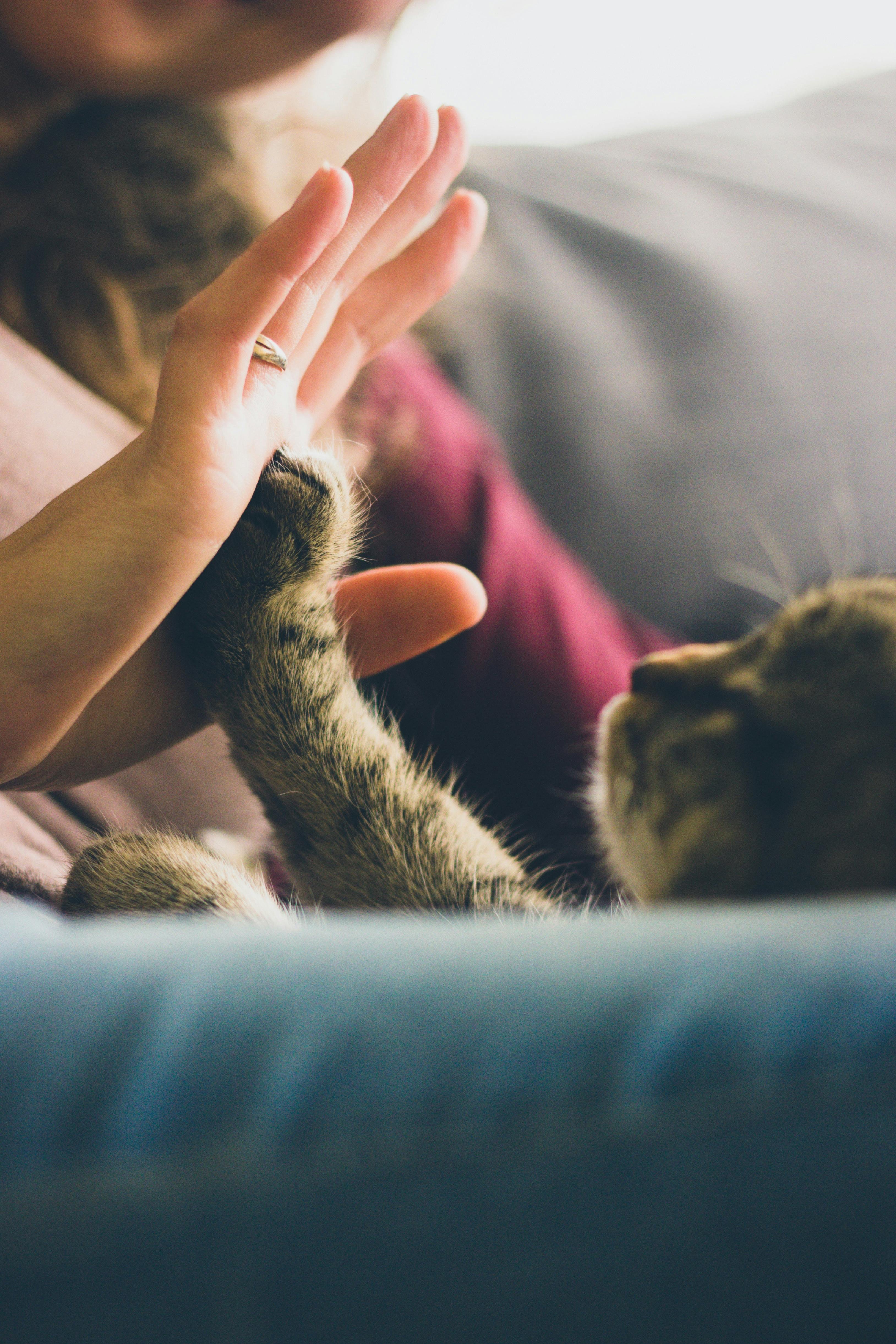 woman playing with her cat