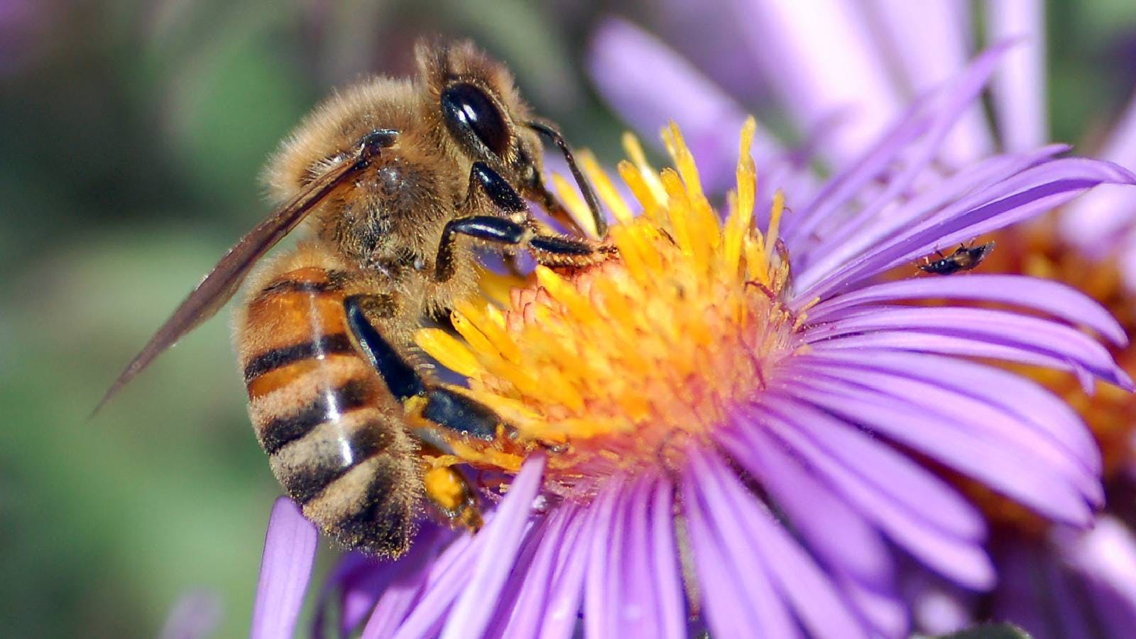 ape e impollinazione