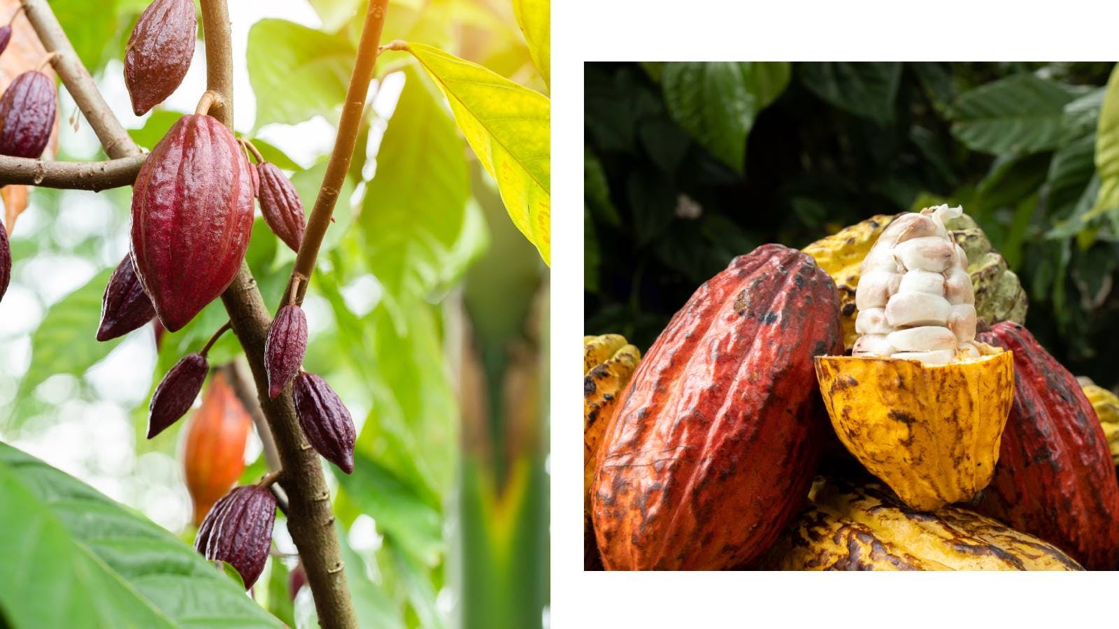 Pianta di cacao e frutto di cacao aperto