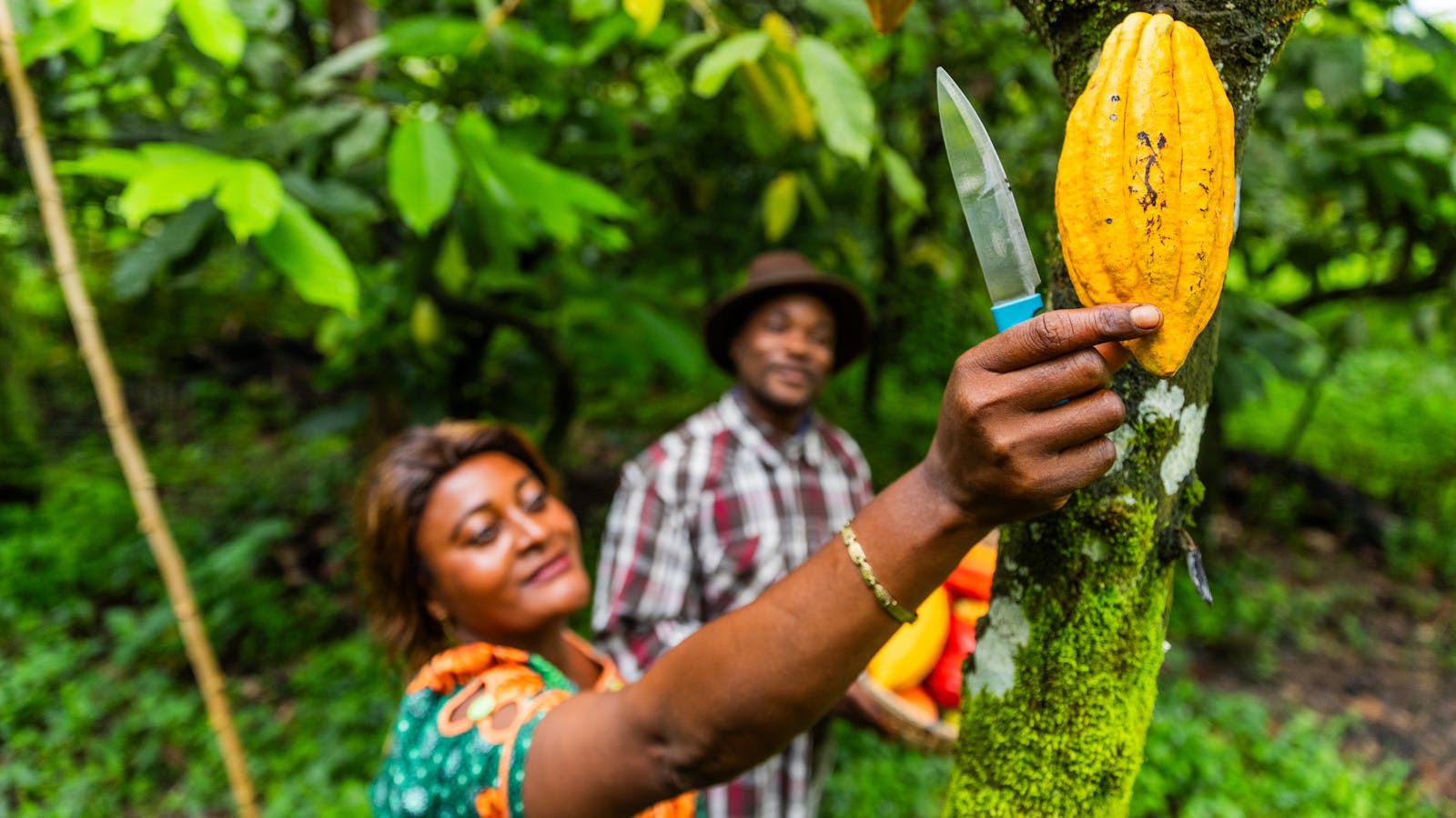 A woman picks a fruit from the cocoa plant