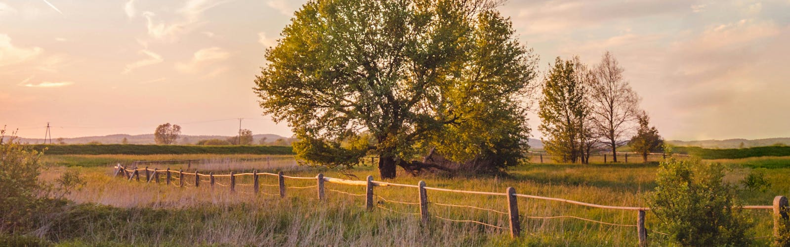 Paesaggio di campagna con campo e albero sullo sfondo