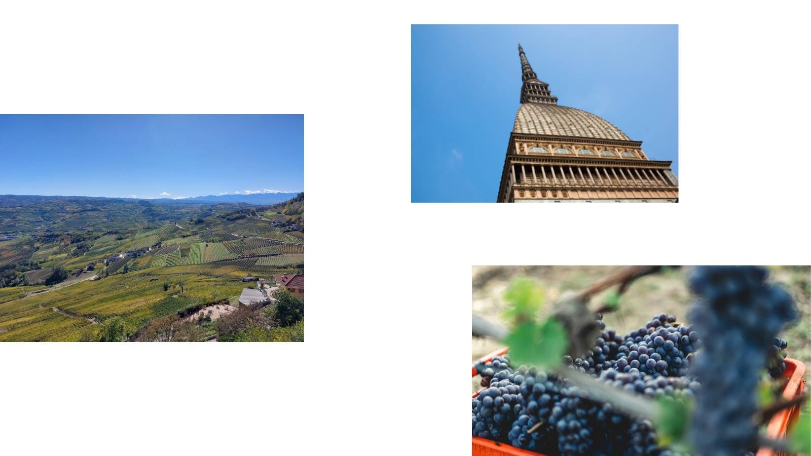 Langhe, Mole Antonelliana, clusters of black grapes