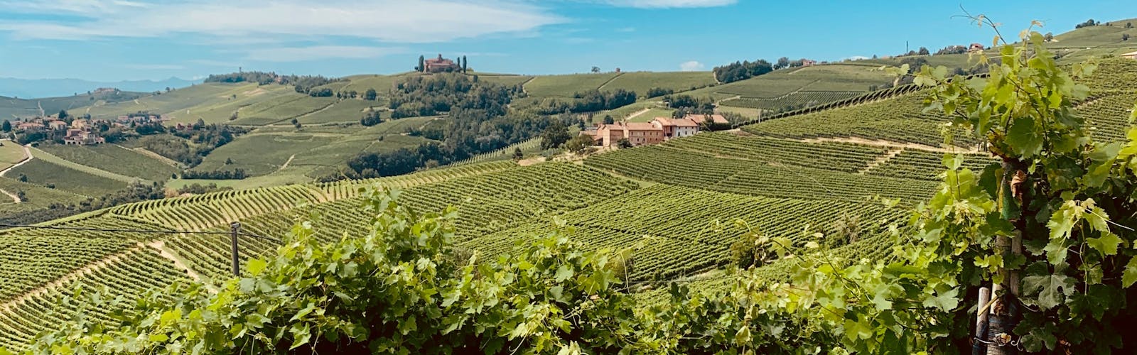 Vineyard in the Langhe