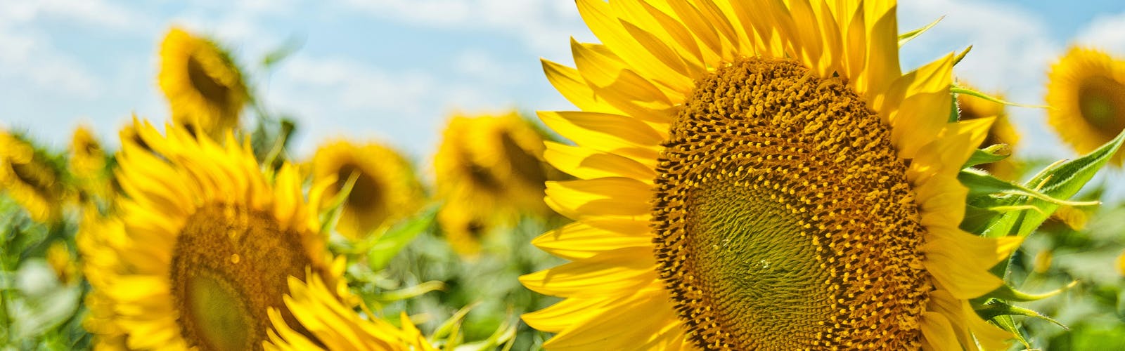 Sunflower field