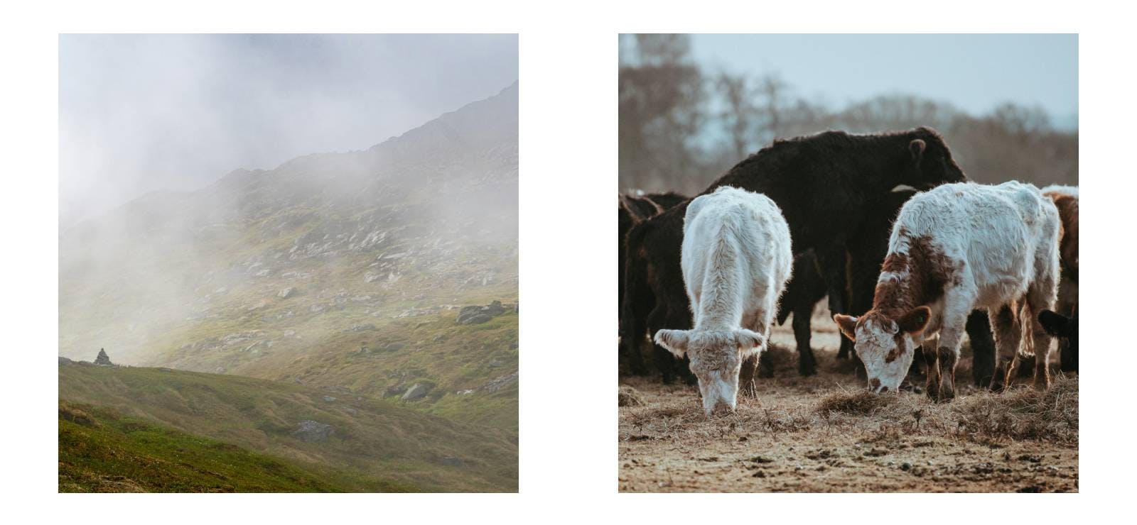 Composite photo with misty mountains and grazing livestock