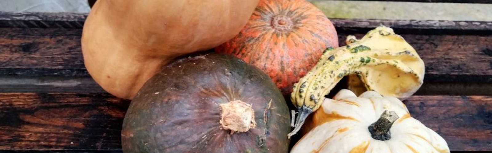Pumpkins of various types on a bench