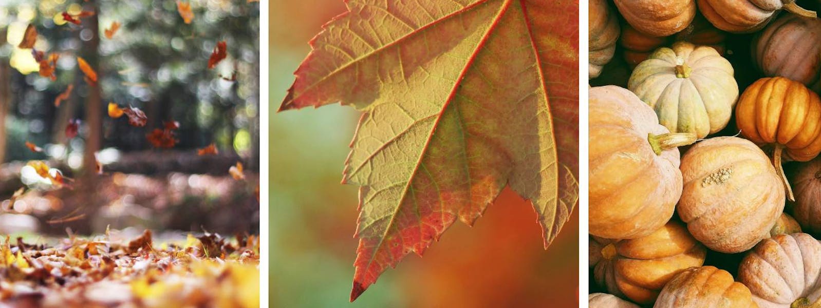 Composite autumn photo featuring trees shedding their leaves, a close-up of a yellowing leaf, and pumpkins