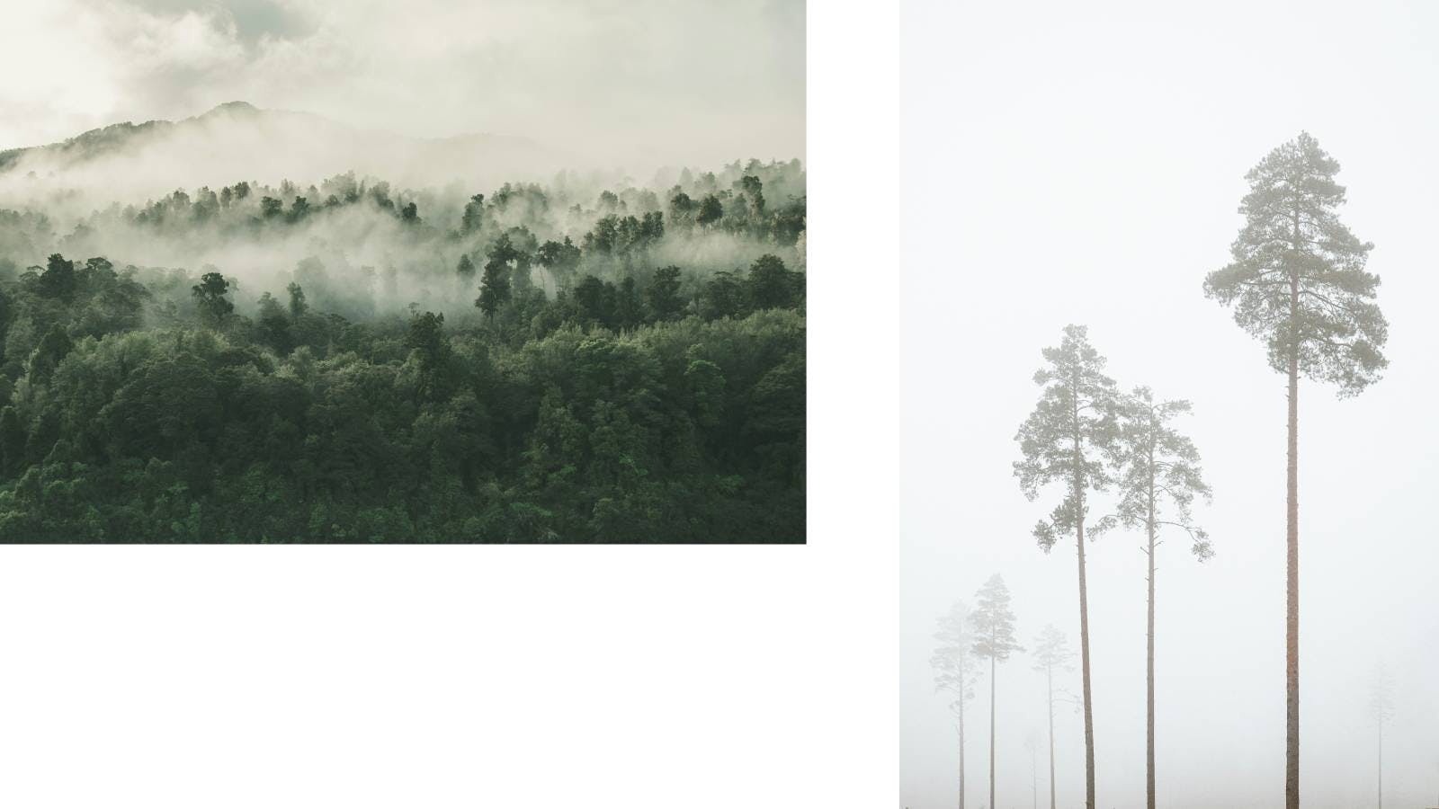 Composite photo with autumn images: forested mountains shrouded in mist and trees enveloped in the morning fog