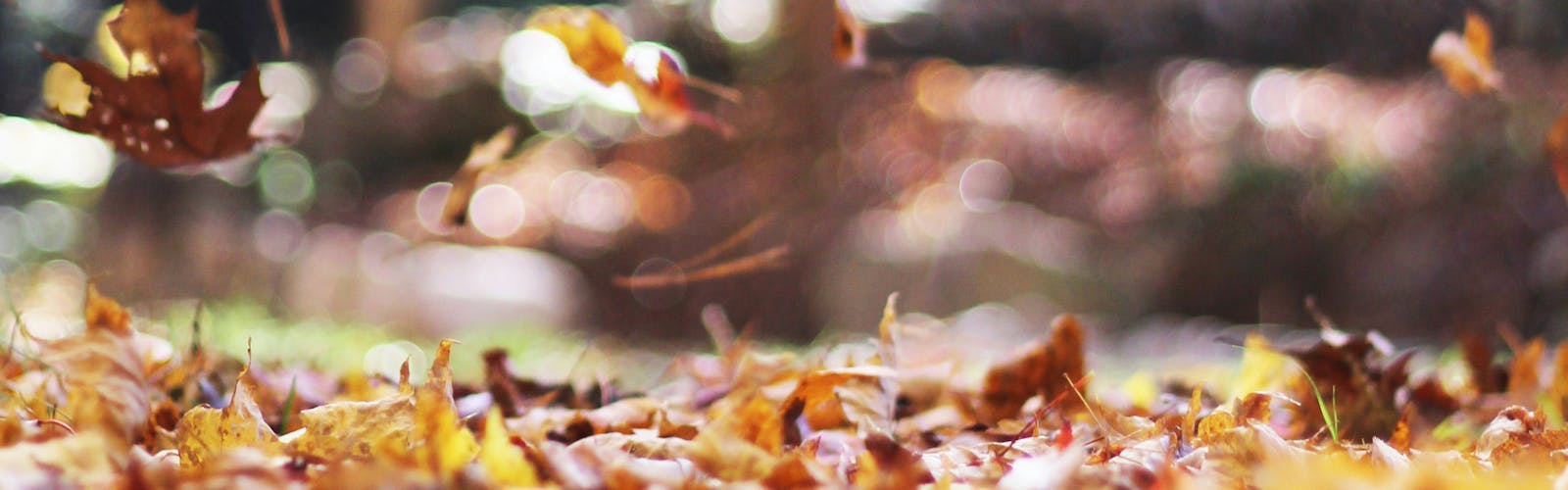 Sottobosco con foglie ingiallite che cadono