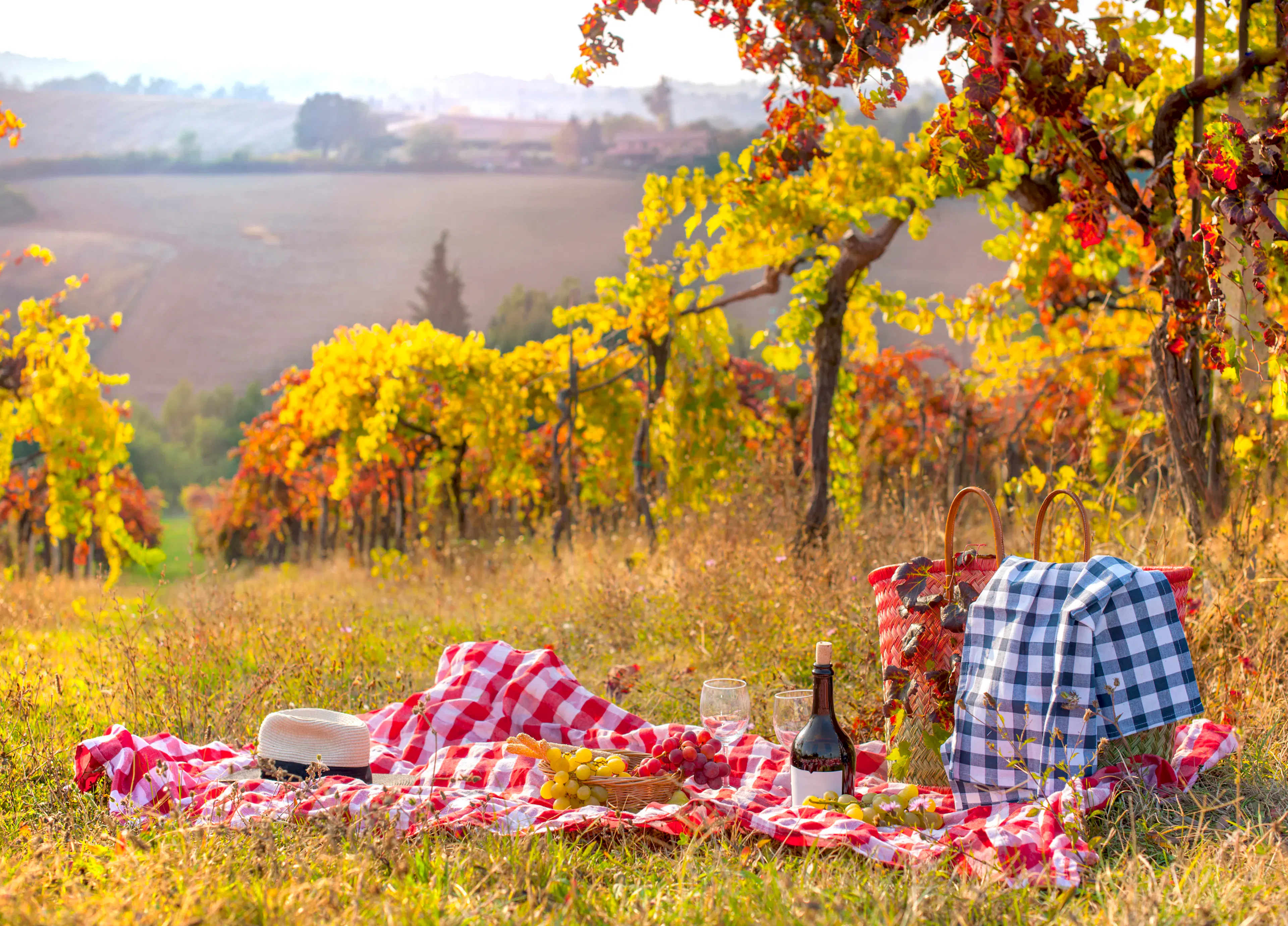 PIc-nic in vigneto in autunno