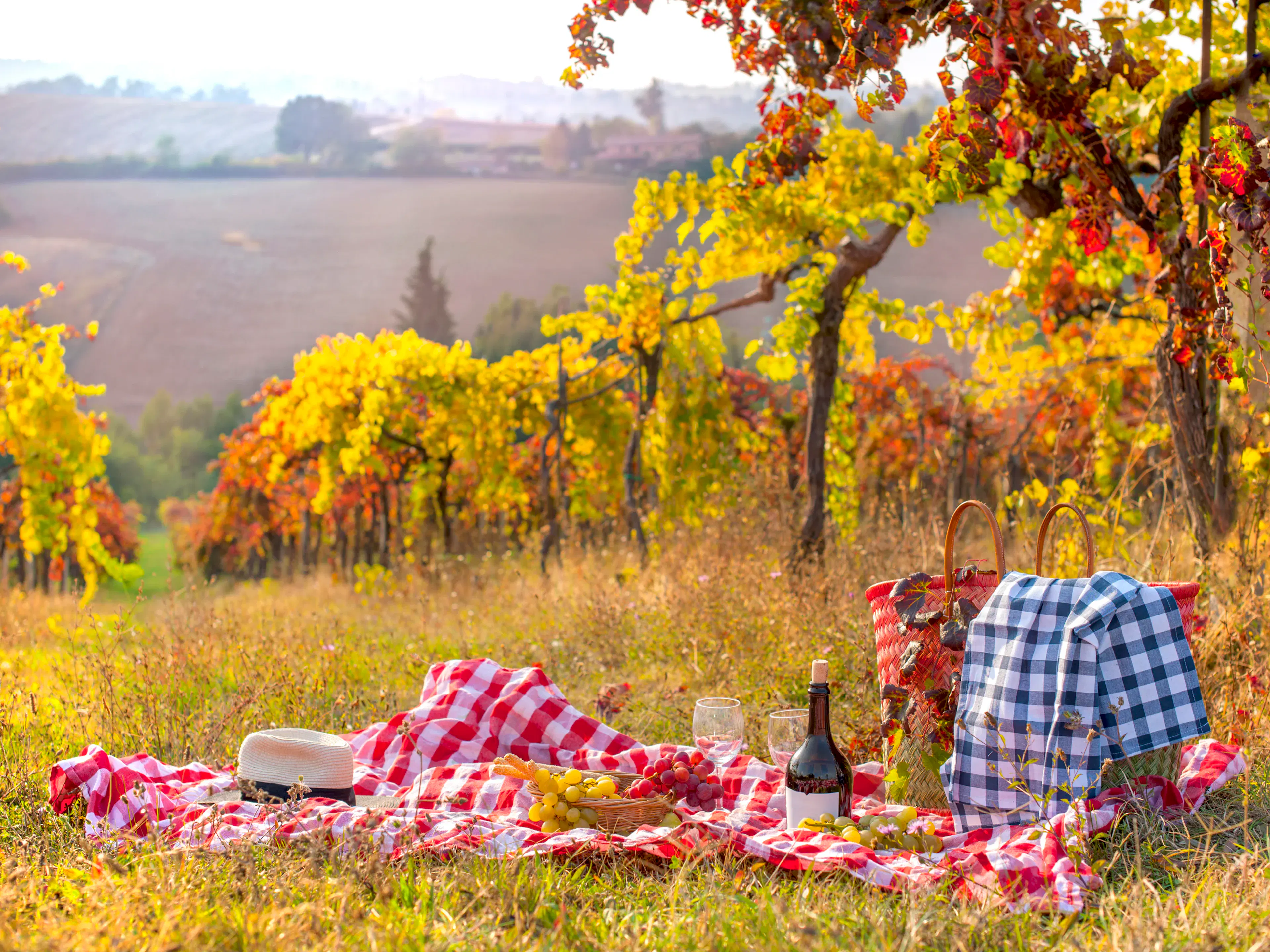 PIc-nic in vigneto in autunno