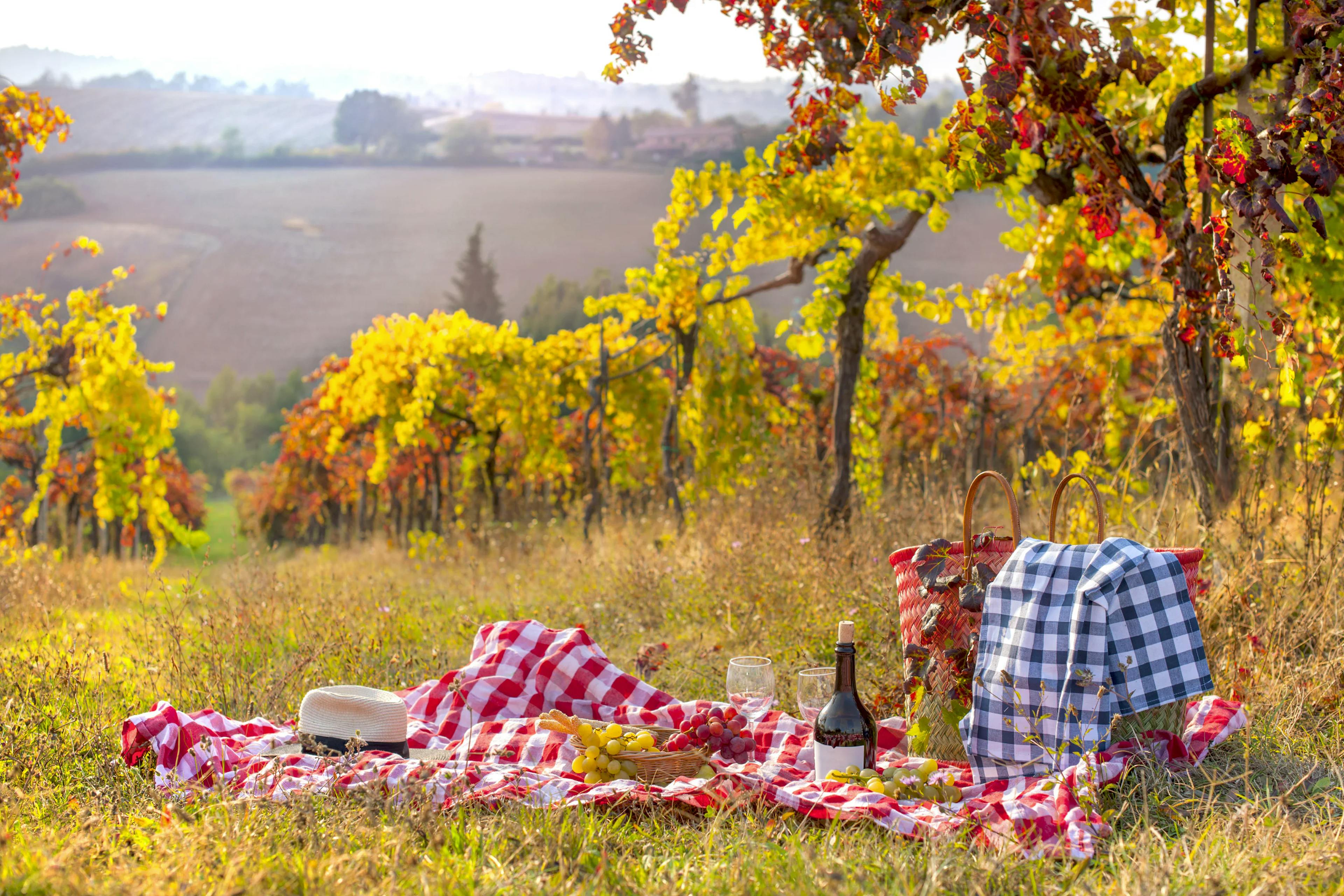 PIc-nic in vigneto in autunno