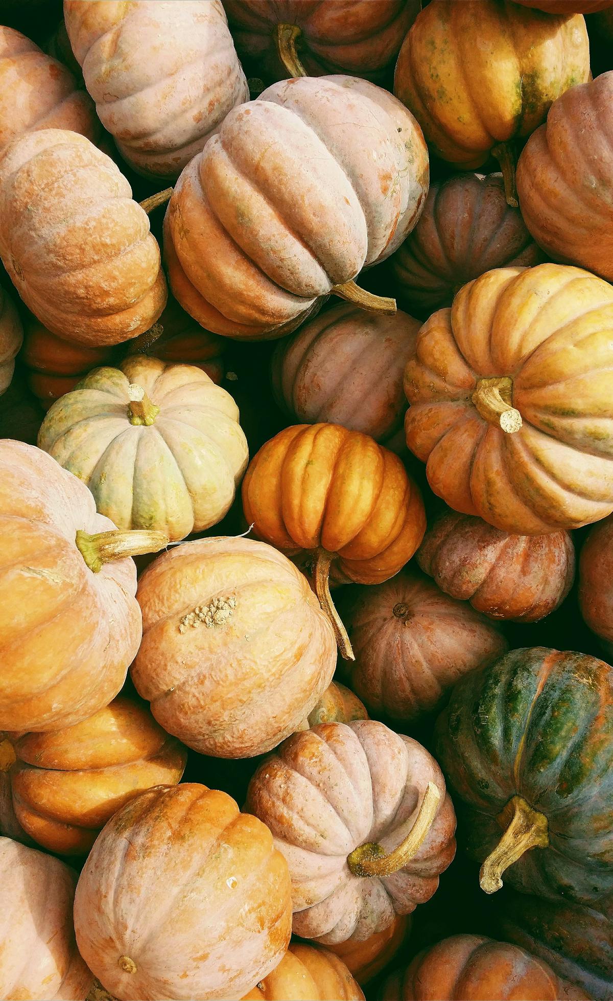 Different types of pumpkins