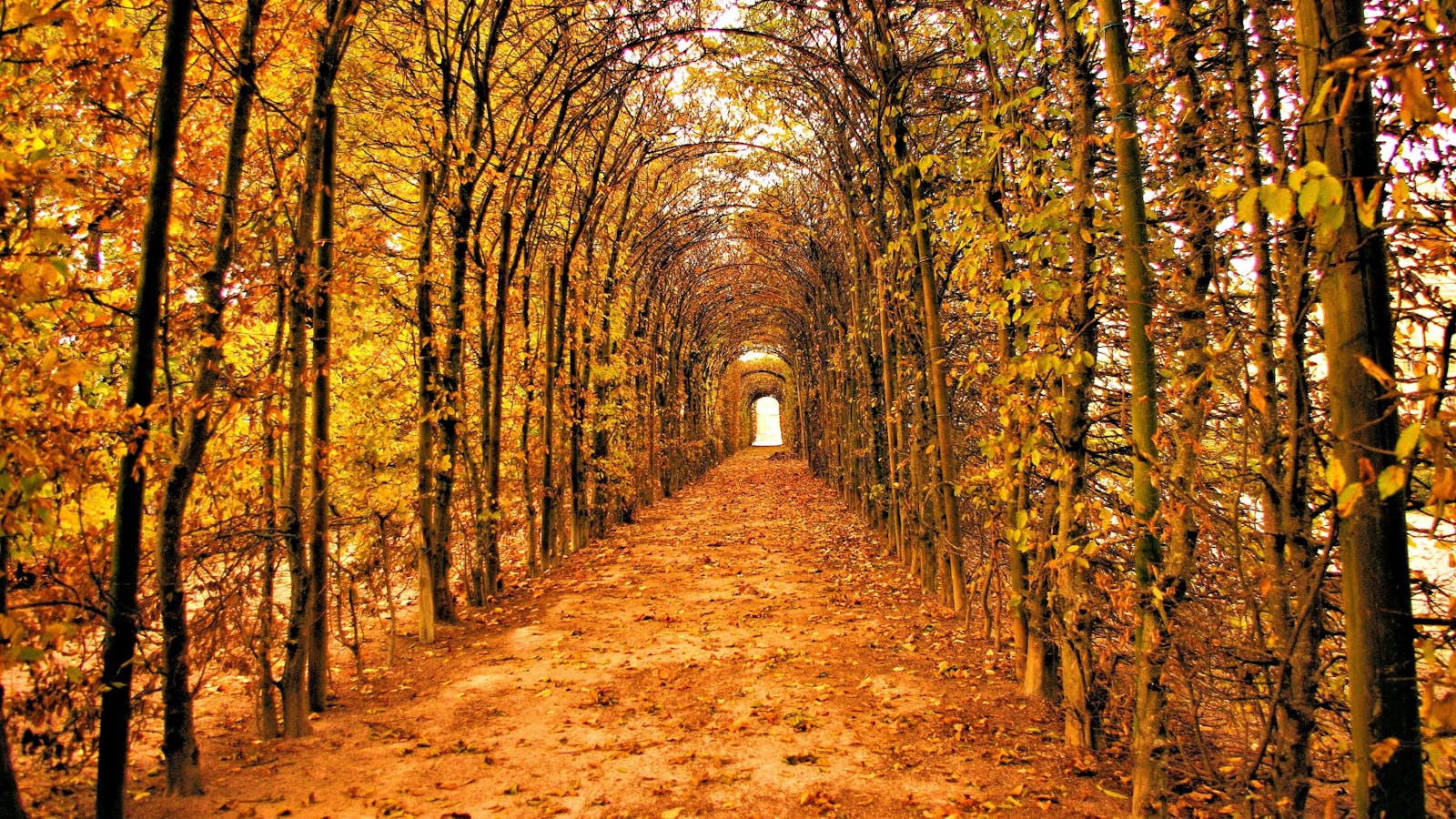 alberi autunnali viale