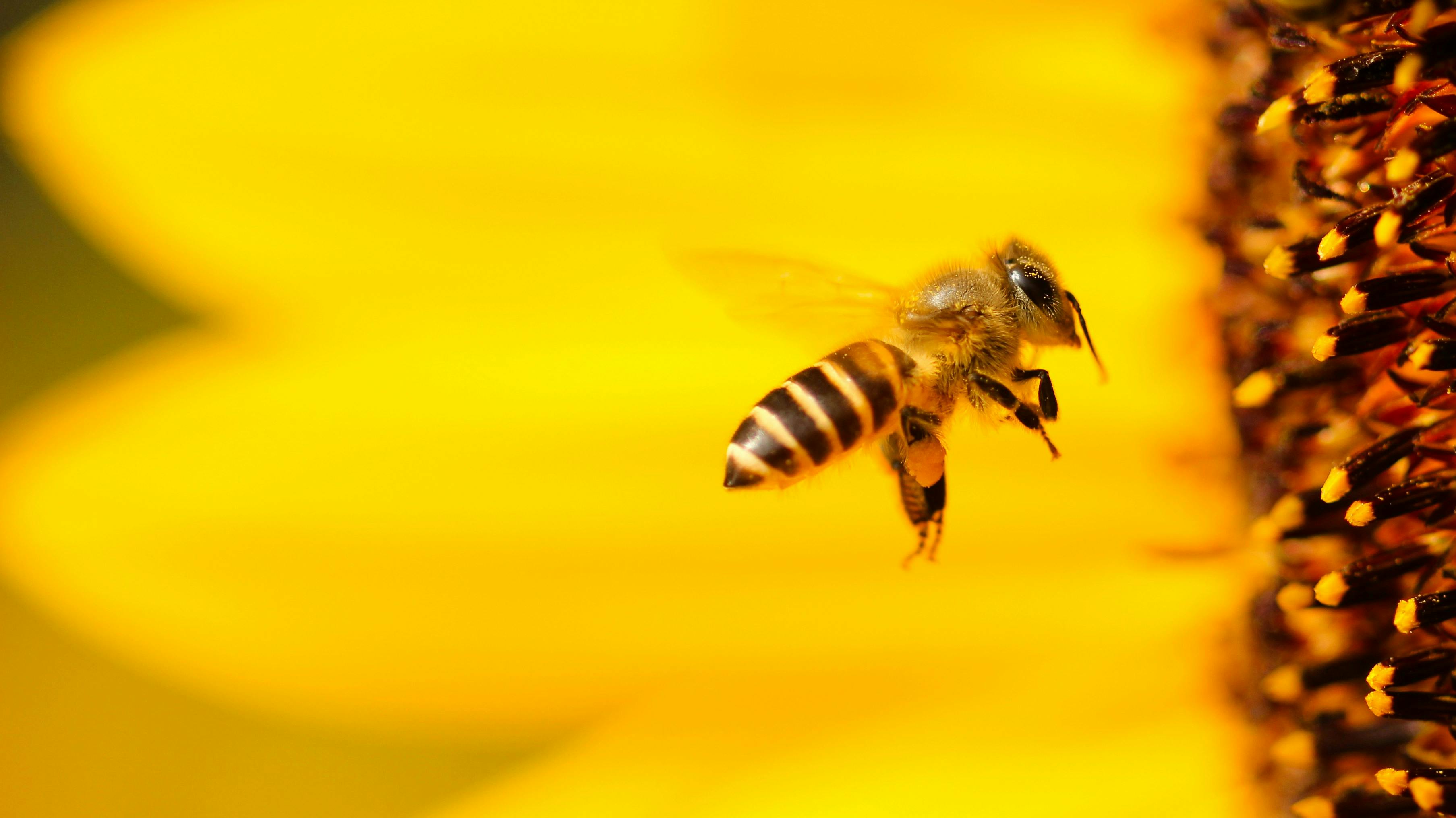 Bee