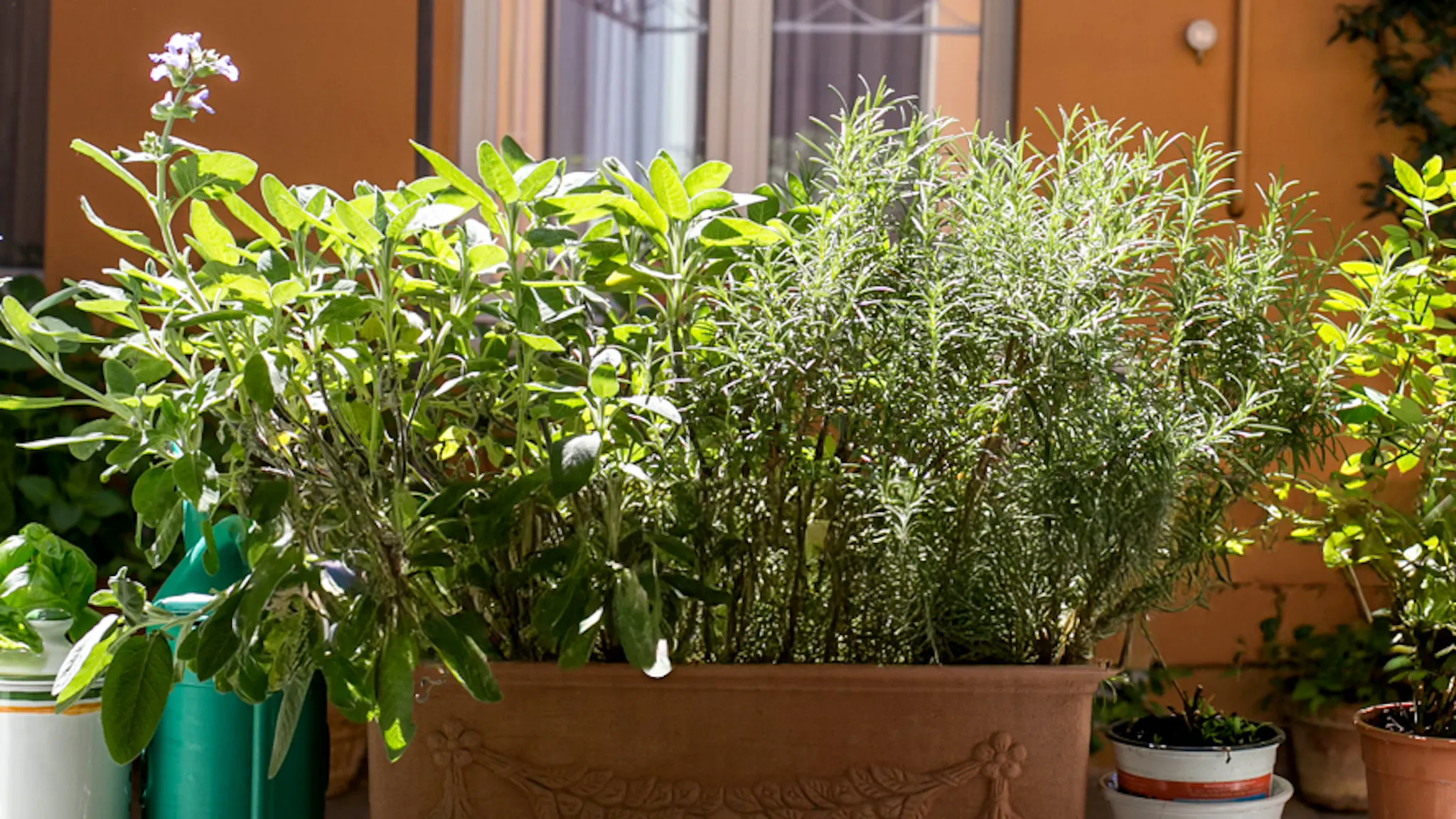 Pots with Aromatic Herbs