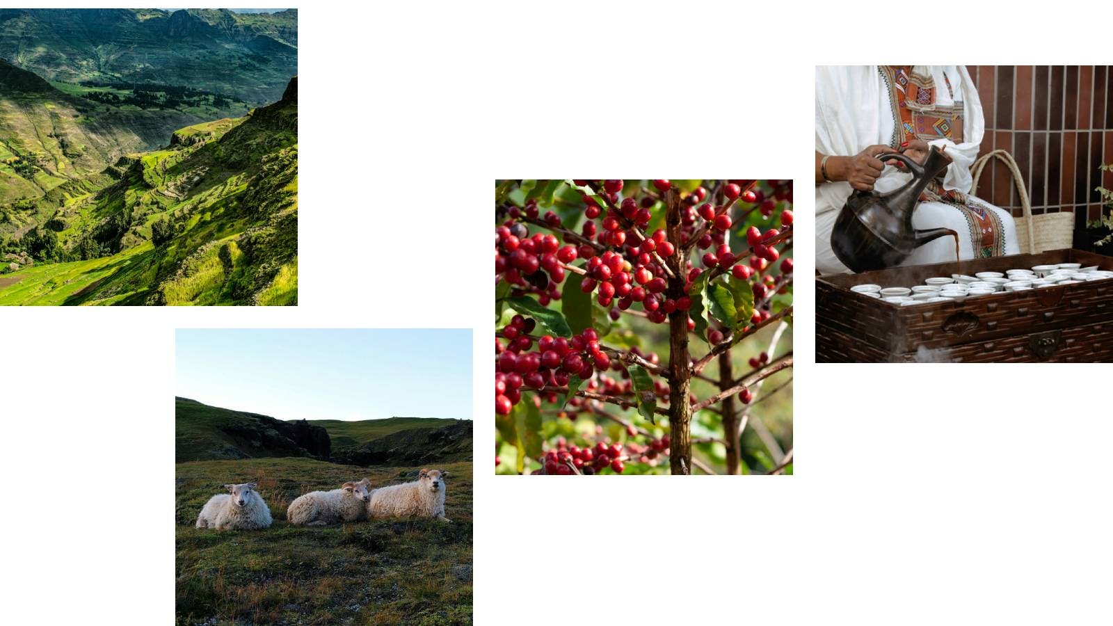 Ethiopian coffee plantations with ripe coffee berries, grazing sheep, and traditional Turkish coffee