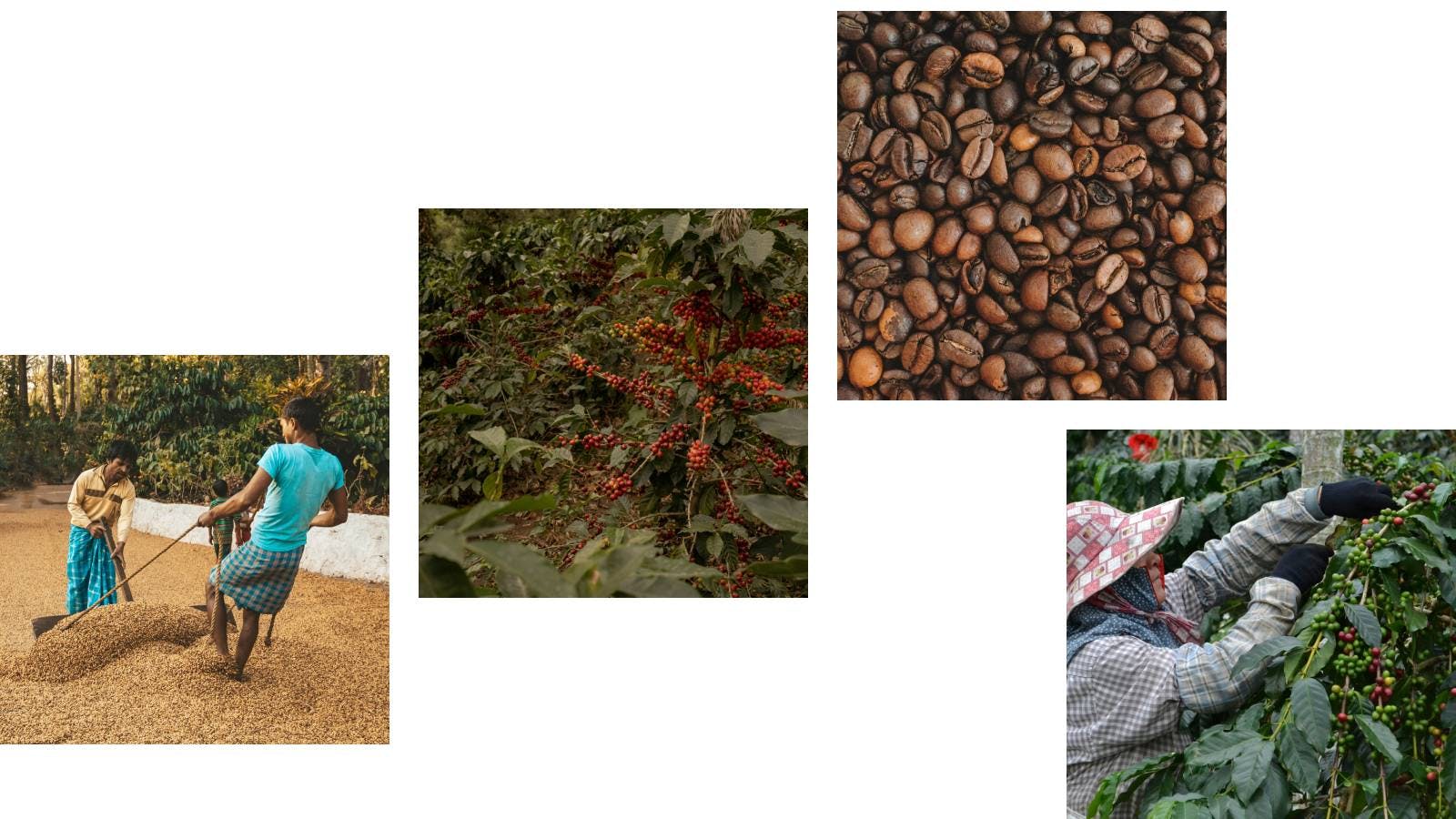 Harvesting coffee beans in a coffee plantation